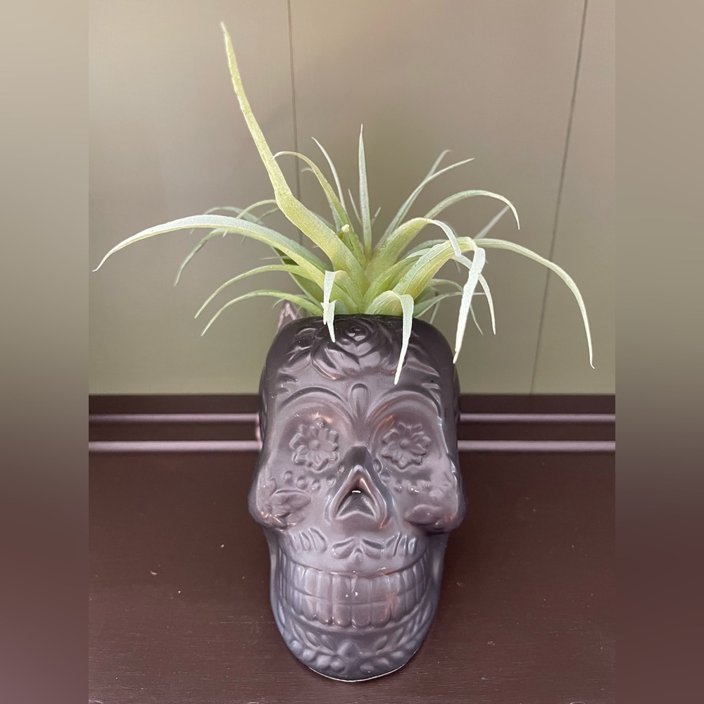 Black Sugar Skull Faux Succulent Ceramic Planter CRIMSON GATE Day of the Dead